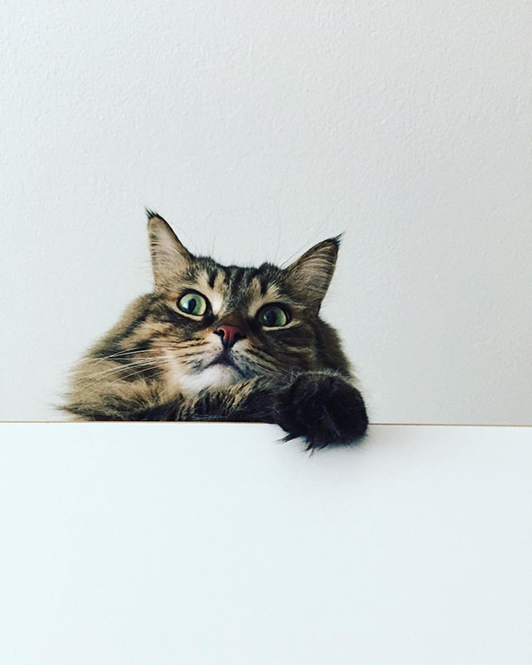 Massimo